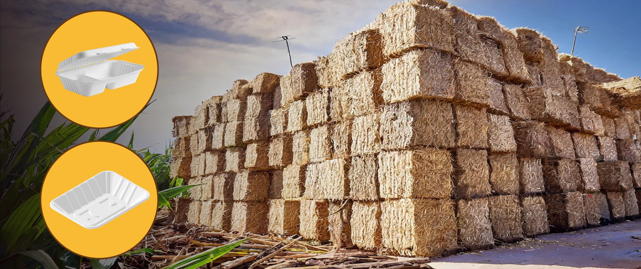 FROM WASTE TO WONDER: THE JOURNEY OF BAGASSE IN ECO-CONSCIOUS TABLEWARE FROM WASTE TO WONDER: THE JOURNEY OF BAGASSE IN ECO-CONSCIOUS TABLEWARE